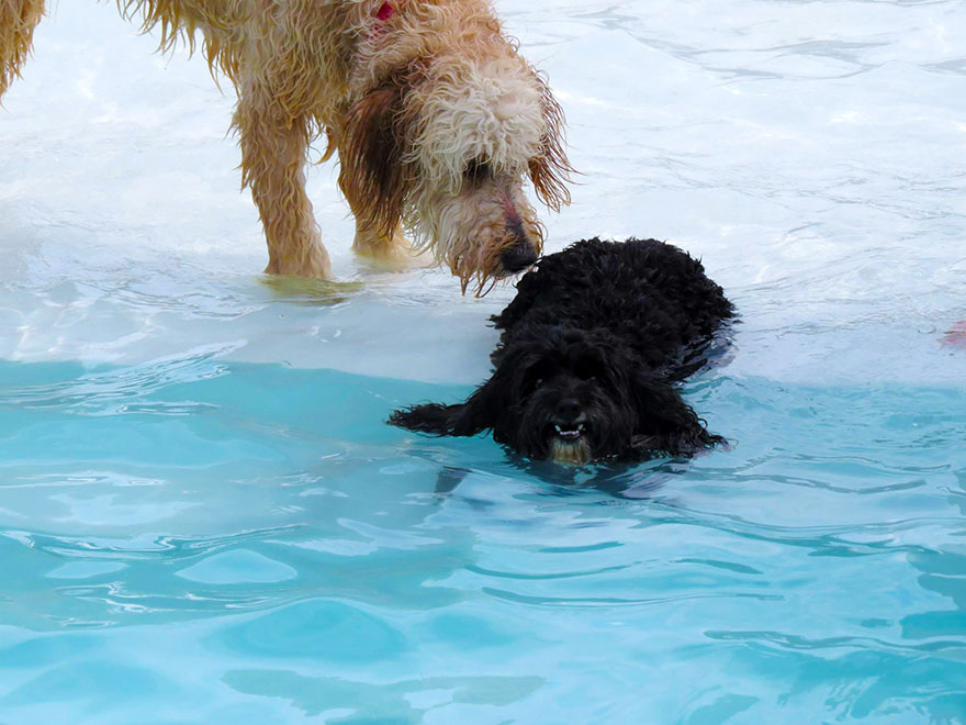 Курорт для собак с солнечными ваннами и большим бассейном в виде кости, где питомцы могут хорошо отдохнуть и повеселиться (фото)