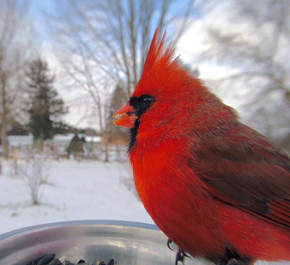 Кормушка с камерой - гениальная идея: великолепные снимки птиц