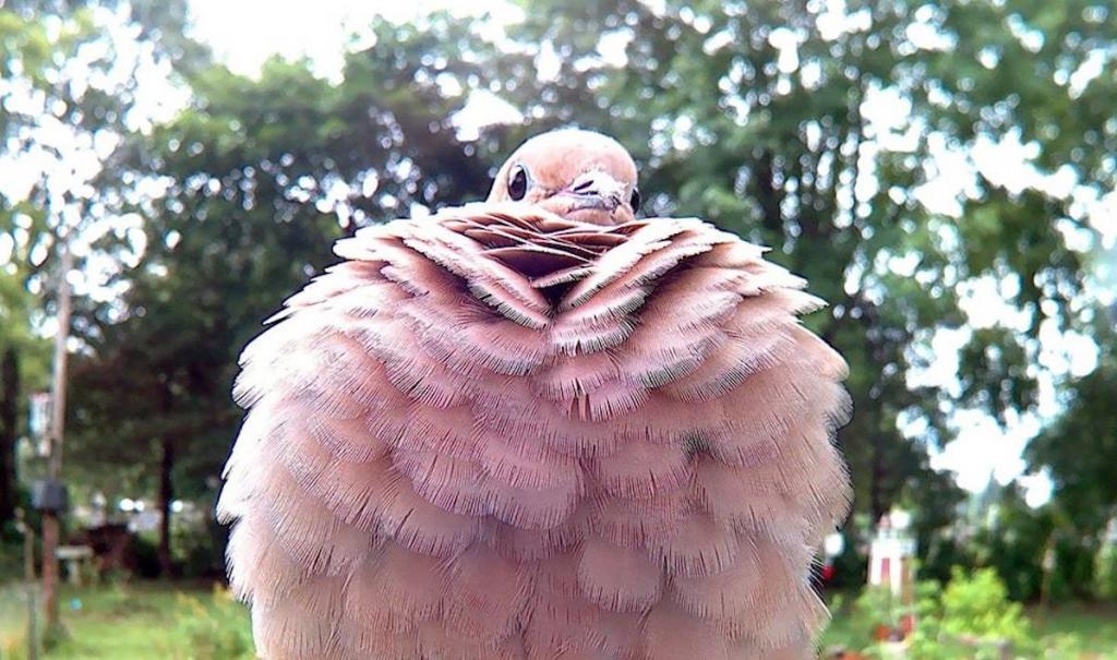 Кормушка с камерой - гениальная идея: великолепные снимки птиц