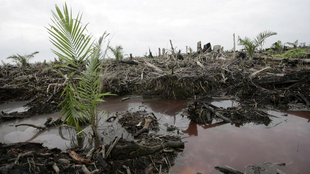 Ученые призывают отказаться от пальмового масла, чтобы внести вклад в сохранение окружающей среды