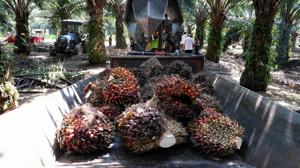 Ученые призывают отказаться от пальмового масла, чтобы внести вклад в сохранение окружающей среды