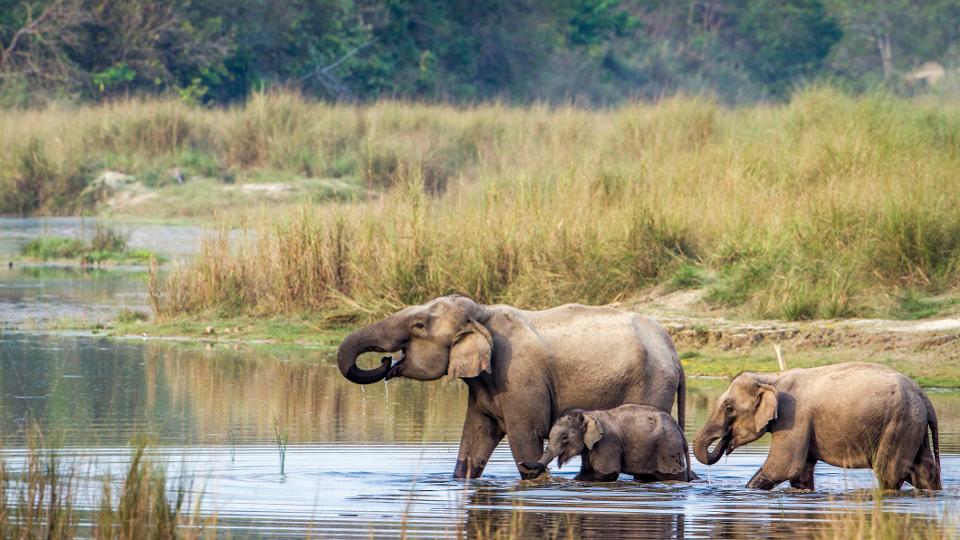 Мир счастливых слонов Inside Tiger Tops - первый этический слоновий лагерь в Непале и Азии