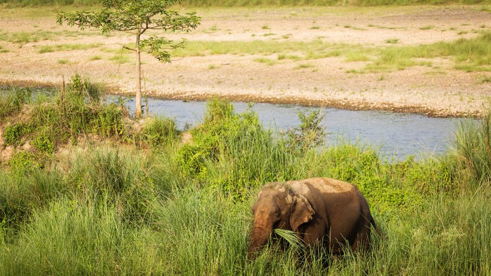 Мир счастливых слонов Inside Tiger Tops - первый этический слоновий лагерь в Непале и Азии
