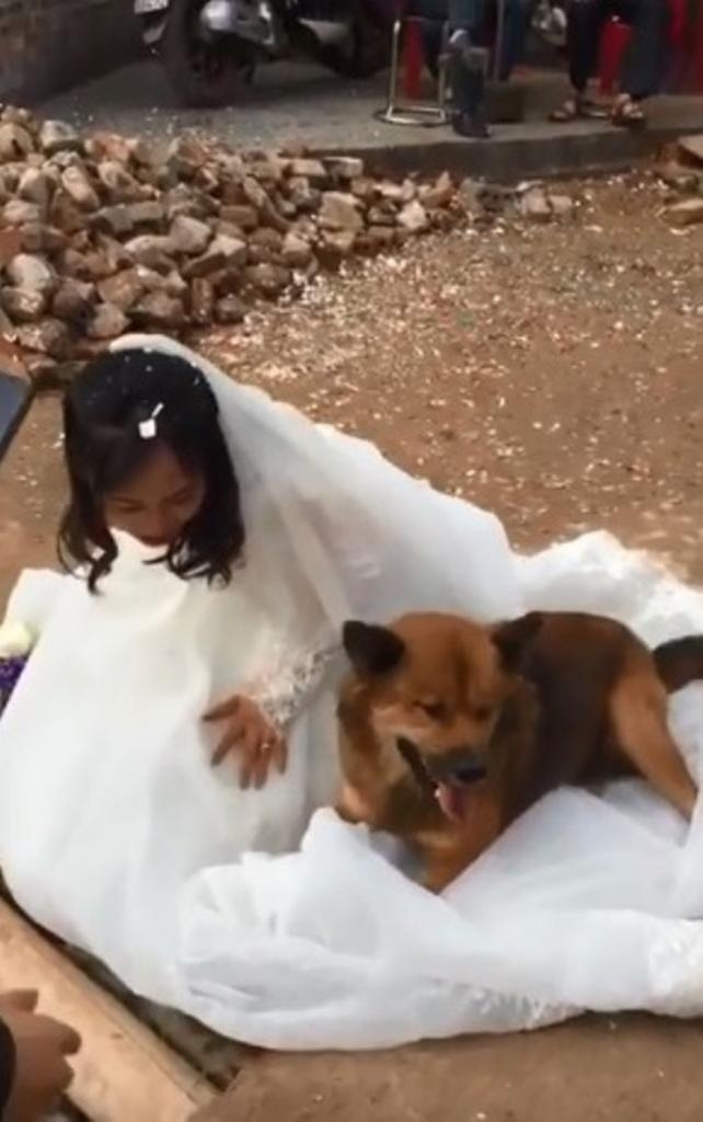 "Не ходи, хозяйка, замуж!": собака улеглась на платье невесты и ни в какую не хотела уходить. Видео