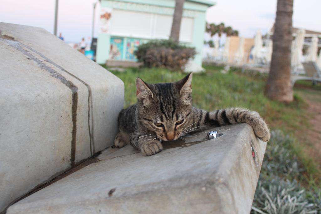 Почему коты на Кипре – хозяева острова? Личная история