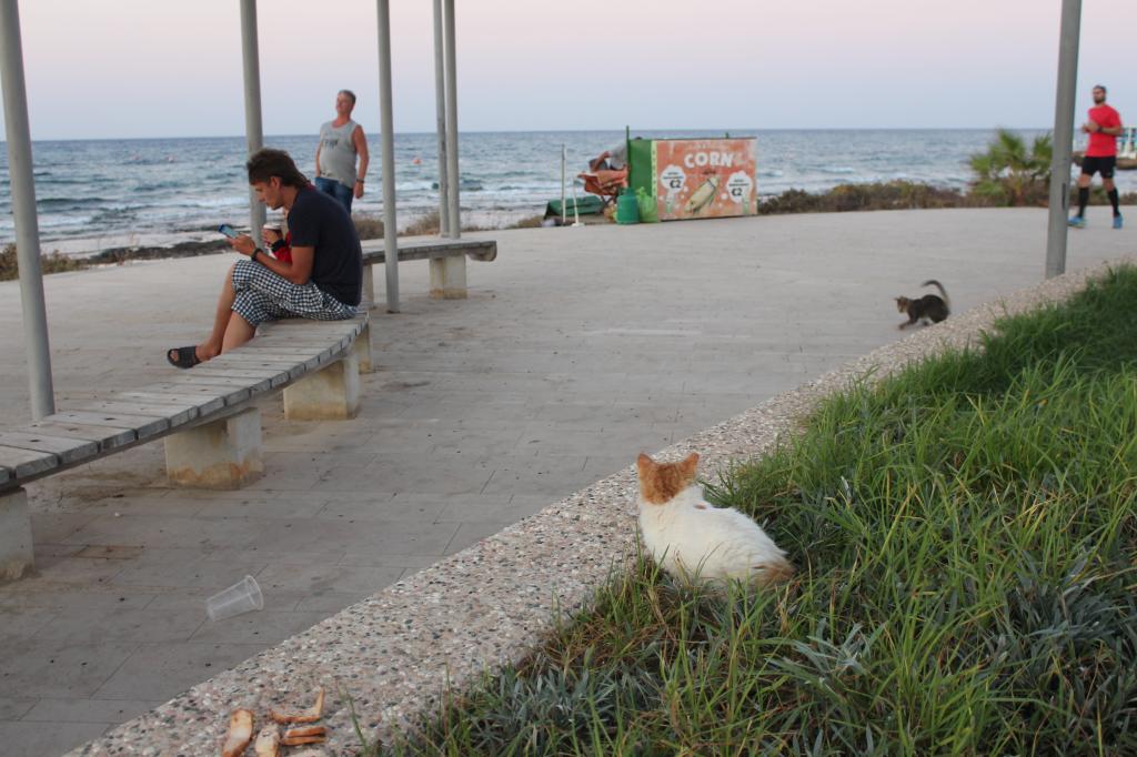 Почему коты на Кипре – хозяева острова? Личная история