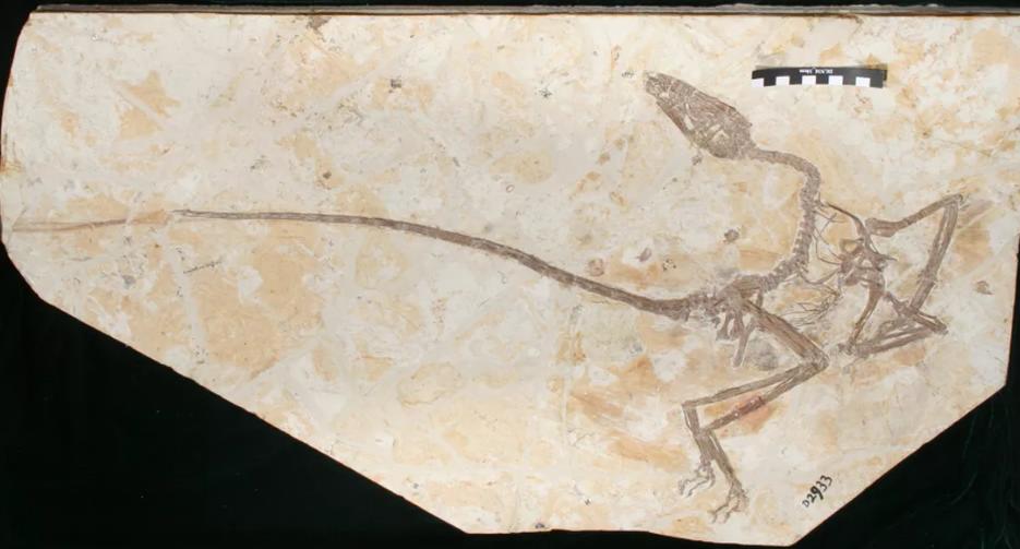 В ходе раскопок в Китае был обнаружен новый вид миниатюрного летающего динозавра