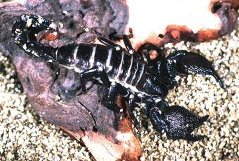 В окаменелости обнаружен самый старый в мире скорпион, которому сотни миллионов лет