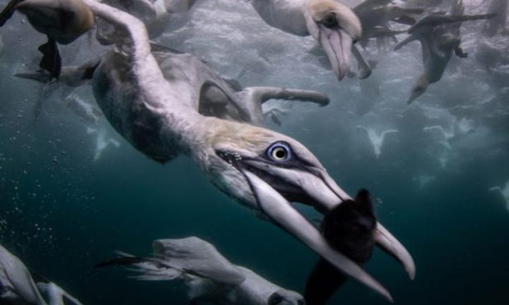 Завораживающую красоту подводного мира показали фотографы конкурса Ocean Art (фото)