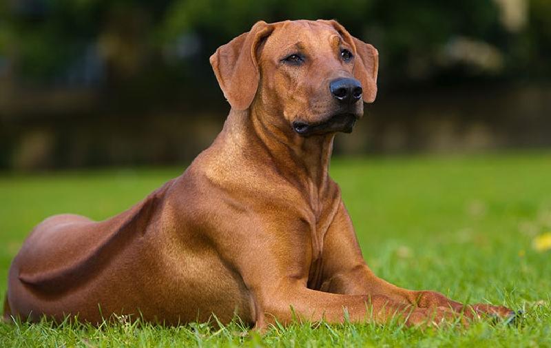 Ньюфаундленд, бультерьер: 9 из лучших семейных пород собак