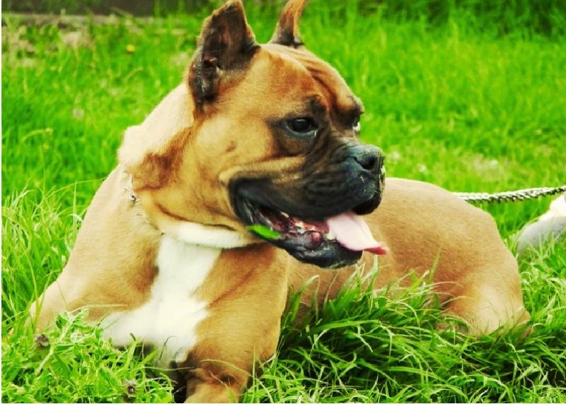 Ньюфаундленд, бультерьер: 9 из лучших семейных пород собак