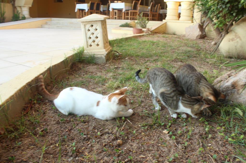 Как кошка руководила верблюдами в Тунисе. Личная история необычного приключения