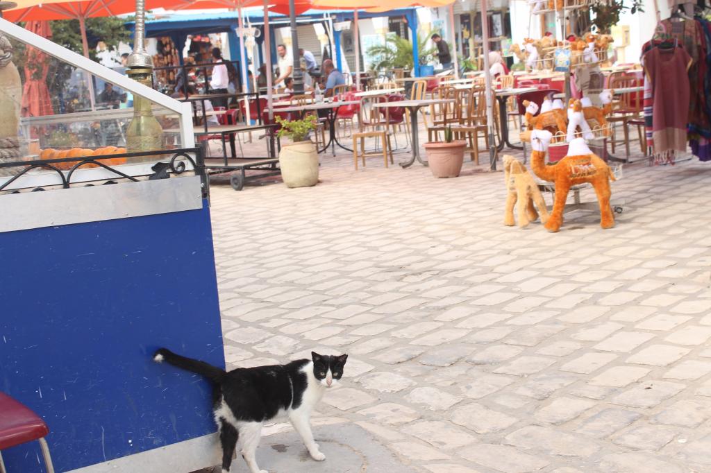 Как кошка руководила верблюдами в Тунисе. Личная история необычного приключения