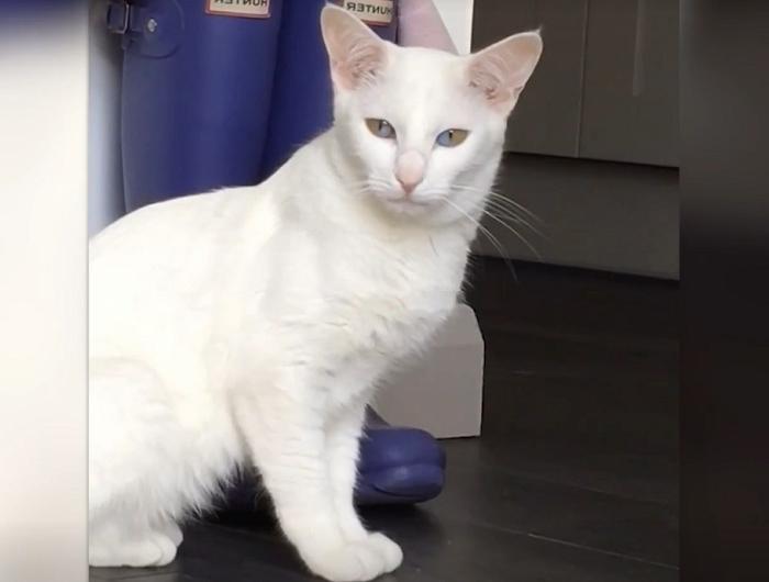 Уникальная кошка с двухцветными глазами стала звездой соцсетей