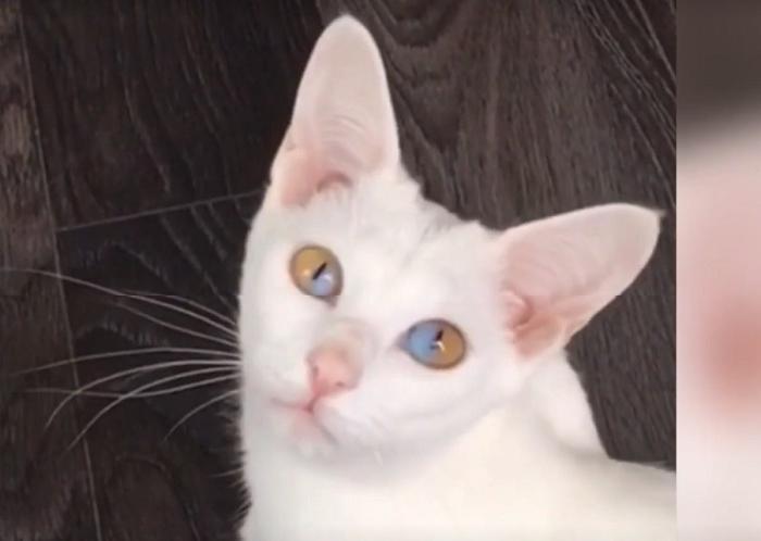Уникальная кошка с двухцветными глазами стала звездой соцсетей