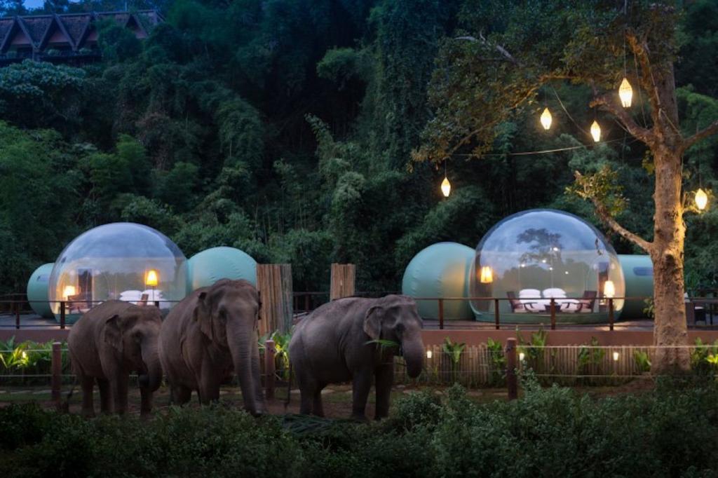 Пузыри в джунглях: станция по спасению слонов предлагает с комфортом наблюдать за животными из роскошных прозрачных палаток (фото)