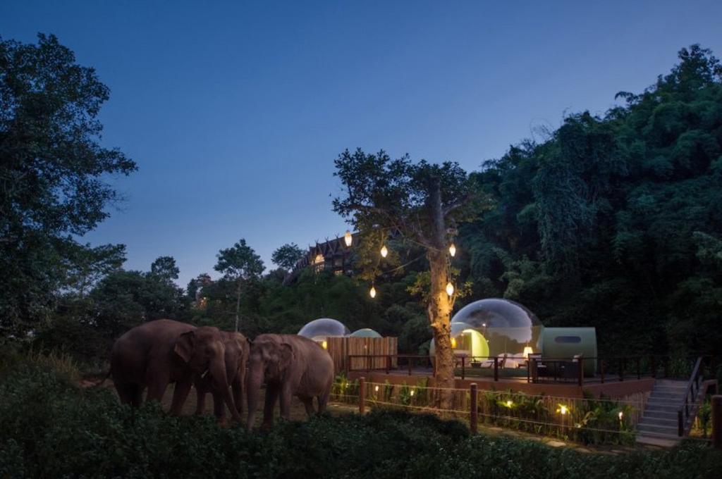 Пузыри в джунглях: станция по спасению слонов предлагает с комфортом наблюдать за животными из роскошных прозрачных палаток (фото)