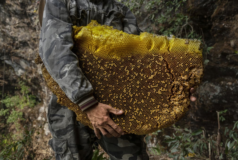 В гостях у пчел: охота за медом в китайской провинции Юньнань глазами фотографа