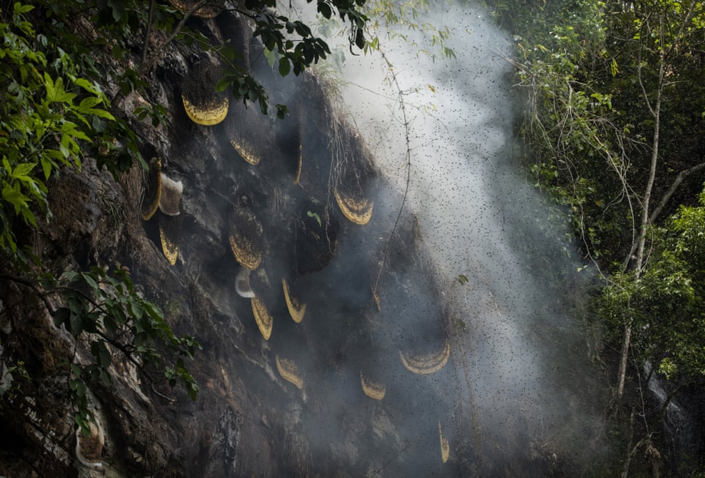 В гостях у пчел: охота за медом в китайской провинции Юньнань глазами фотографа