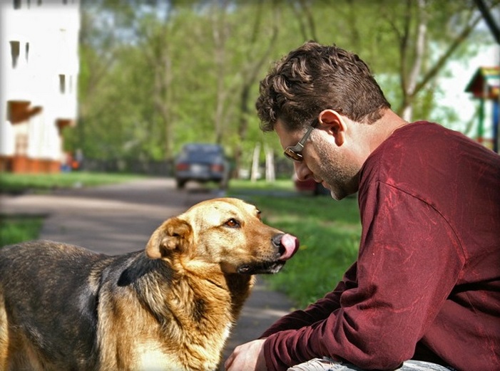 Исследование: бродячие собаки могут понимать наши жесты. Как с ними "говорить"