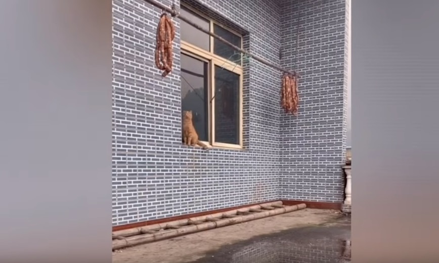 Кот показал удивительные гимнастические навыки, когда пытался достать колбаски: видео
