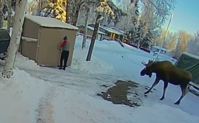 Уличная камера записала, как мужчина из США испугался огромного лося и спрятался в сарае