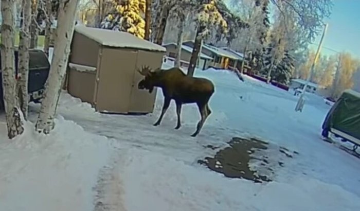 Уличная камера записала, как мужчина из США испугался огромного лося и спрятался в сарае