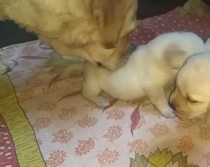 Милые щенки немного повздорили и стали кусать друг друга. Их мама не выдержала и вмешалась (видео)