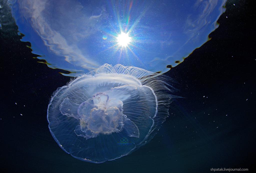 Как передвигаются лунные медузы: новое исследование