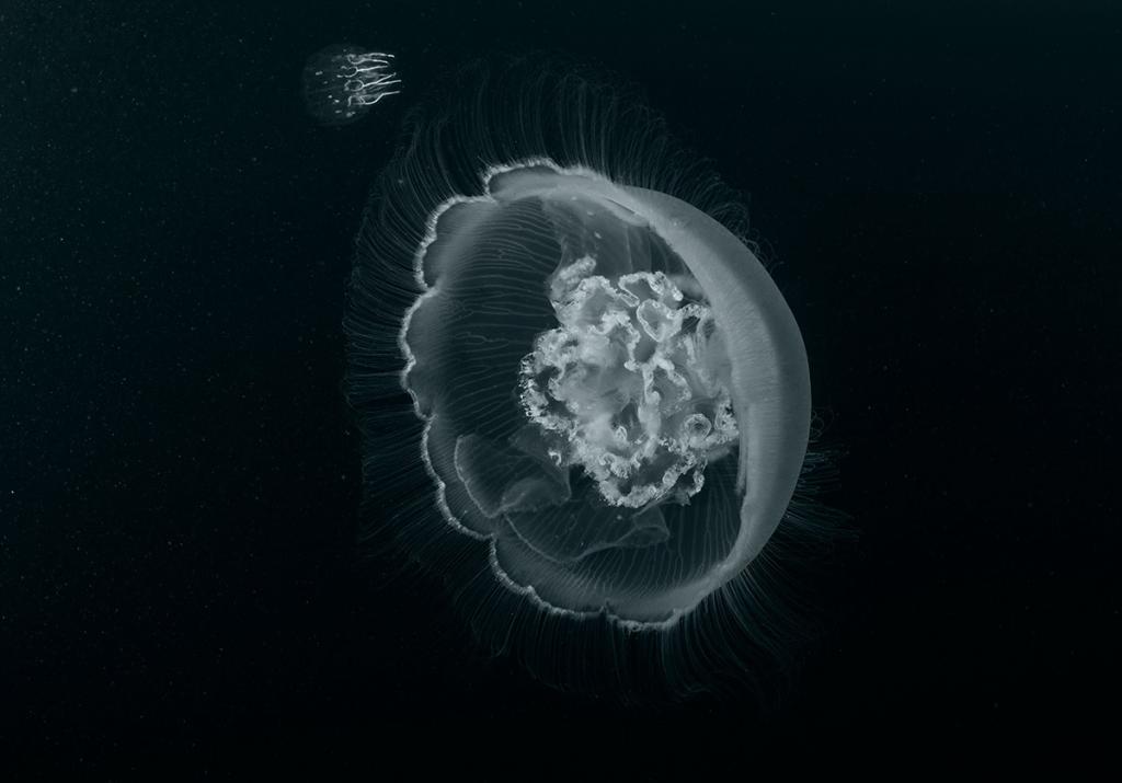 Как передвигаются лунные медузы: новое исследование