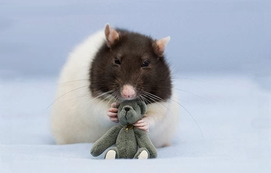 Они тоже могут быть милыми! Интересные фотографии крыс с плюшевыми медведями
