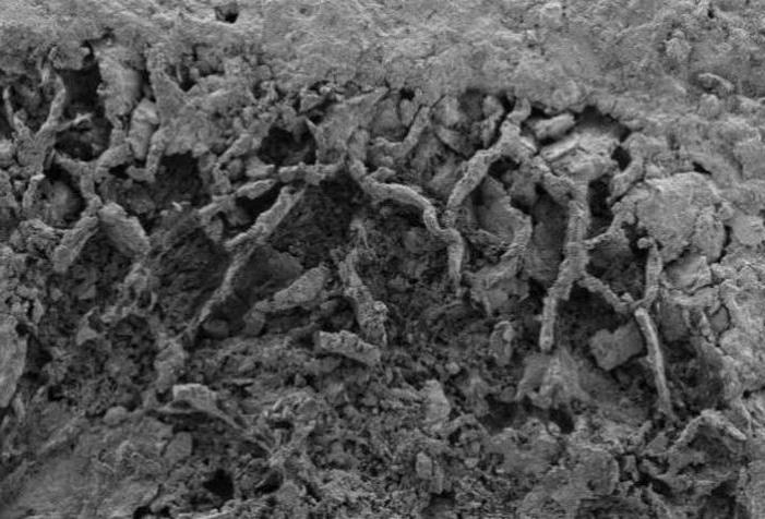 Обнаруженные в Конго грибковые окаменелости, на сотни миллионов лет старше известных ранее, проливают свет на эволюцию грибов, растений и поверхности планеты