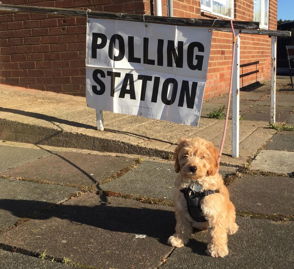 Бюллетень для лошади и собаки: как домашние любимцы британцев ходят вместе с хозяевами на выборы