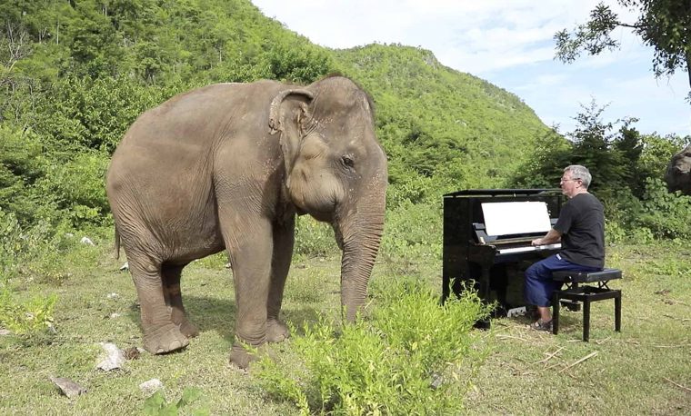 Волшебная сила искусства: слон начинает танцевать под красивую фортепианную музыку (видео)