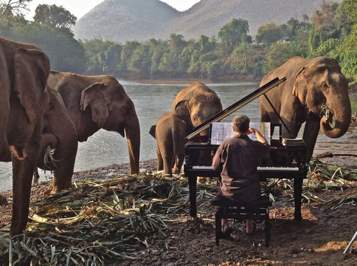 Волшебная сила искусства: слон начинает танцевать под красивую фортепианную музыку (видео)