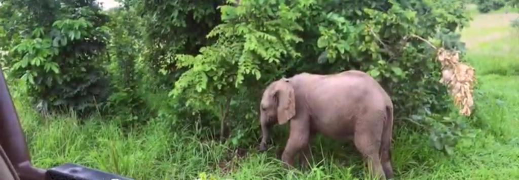 Маленький слоненок еще не научился управлять своим хоботком: забавное видео