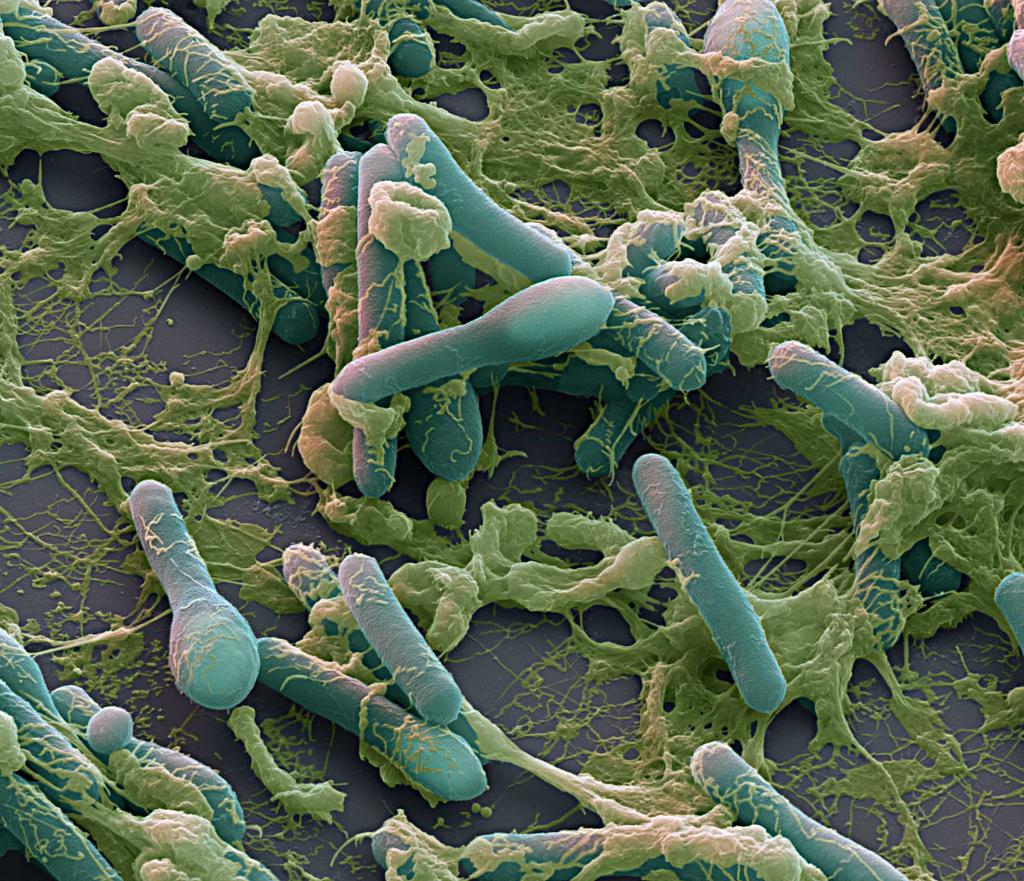 25 % всех патогенных бактерий передают устойчивость к антибиотикам другим бактериям