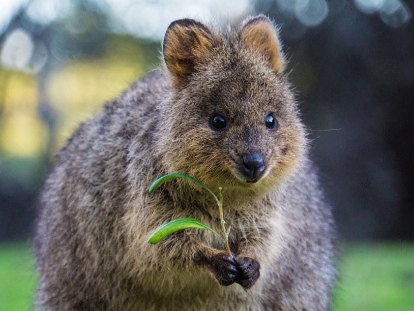 Выживут ли редкие виды австралийских животных? Зависит от них самих: исследование