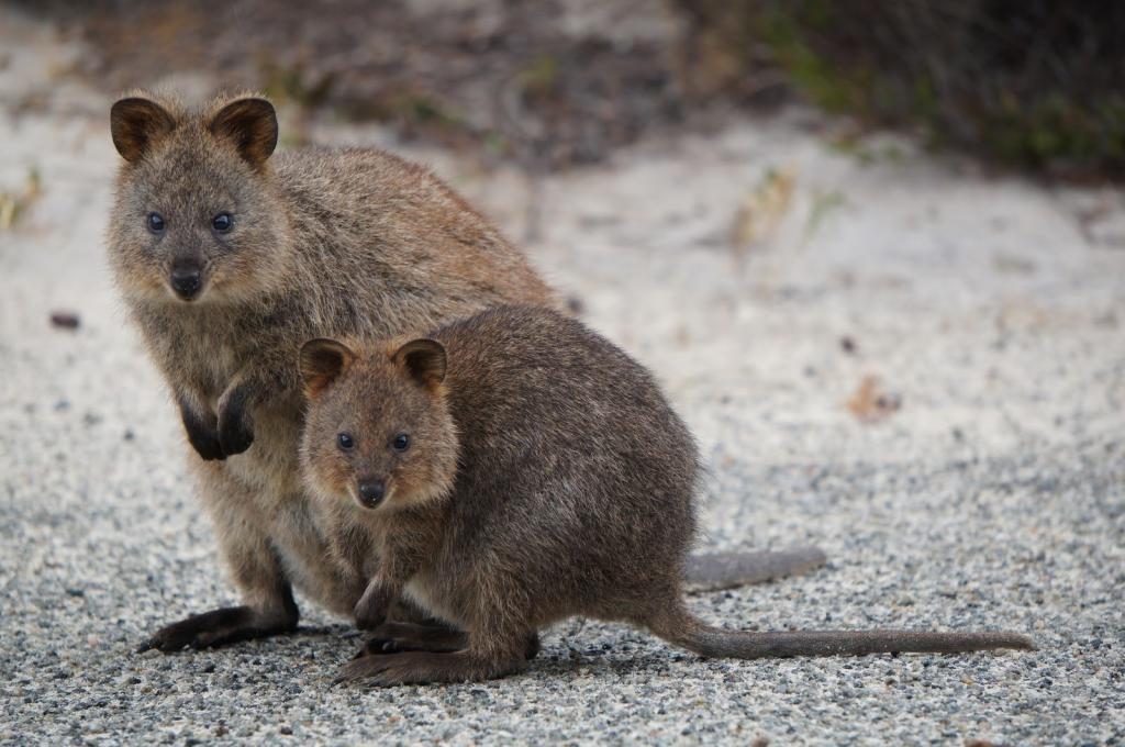 Выживут ли редкие виды австралийских животных? Зависит от них самих: исследование