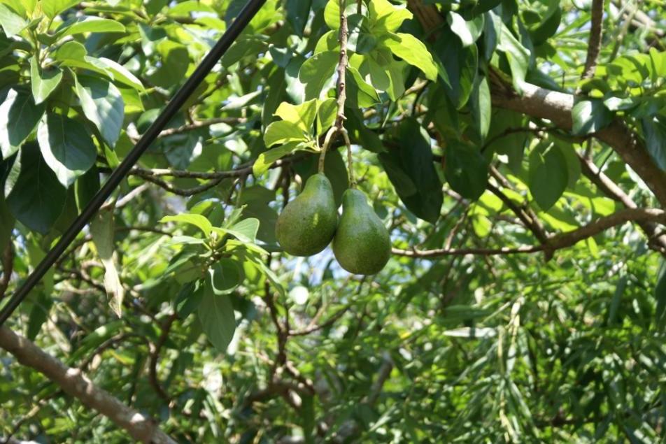 4 факта об авокадо, которых вы не знали: авокадо растут парами и они называются грушей аллигатора