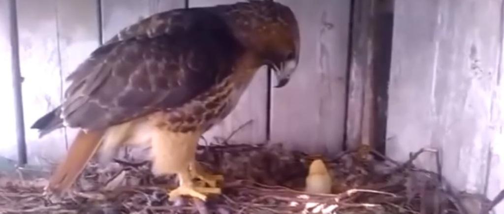 Мужчина тайно подложил орлу куриное яйцо и пронаблюдал реакцию птицы, когда из него вылупился цыпленок