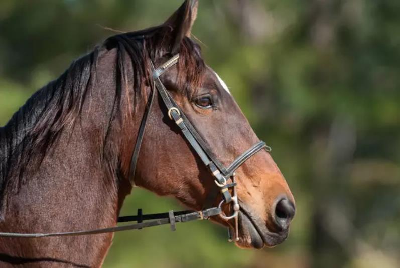 Австралийца остановили за использование телефона без громкой связи во время езды на лошади
