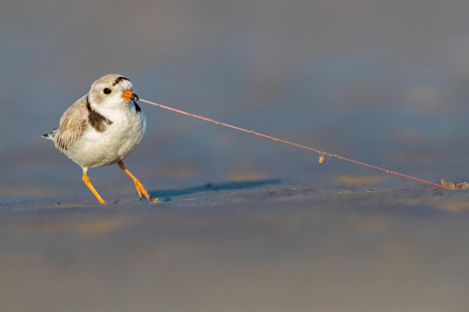 10 фото птиц, участвующих в конкурсе Amazing birds. Маленькие птенцы и огромные цапли