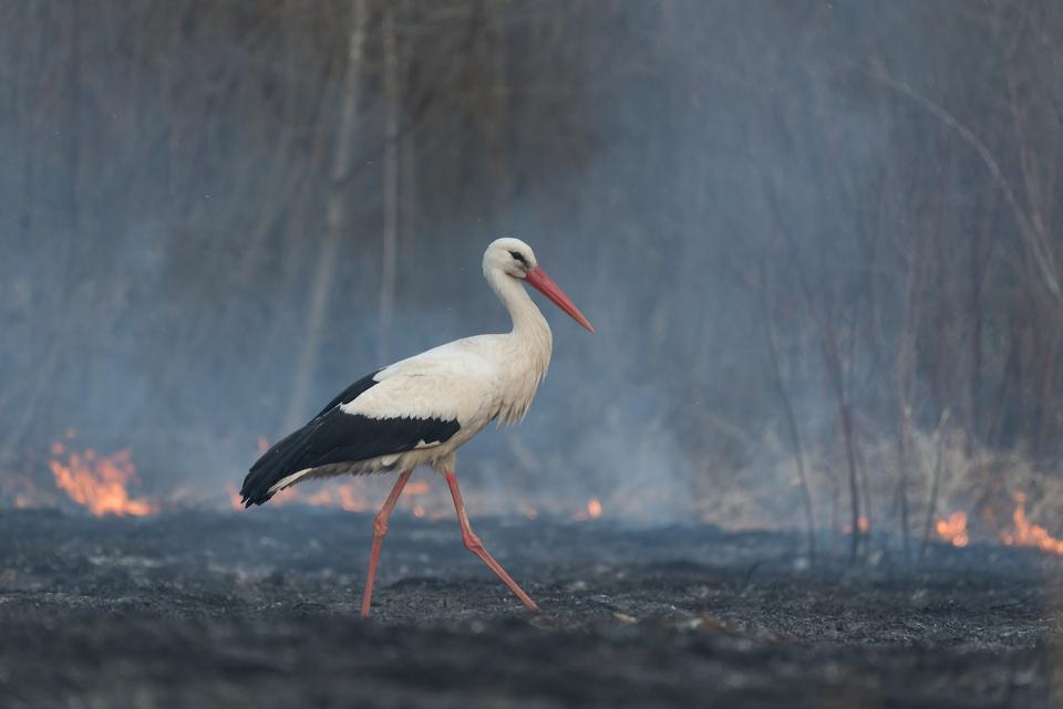 10 фото птиц, участвующих в конкурсе Amazing birds. Маленькие птенцы и огромные цапли