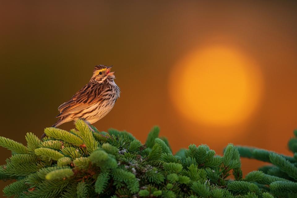 10 фото птиц, участвующих в конкурсе Amazing birds. Маленькие птенцы и огромные цапли