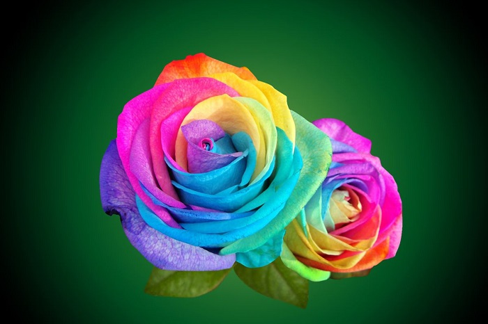 Выберете розу, которая понравилась больше всего, и узнайте, насколько глубоки ваши чувства друг к другу