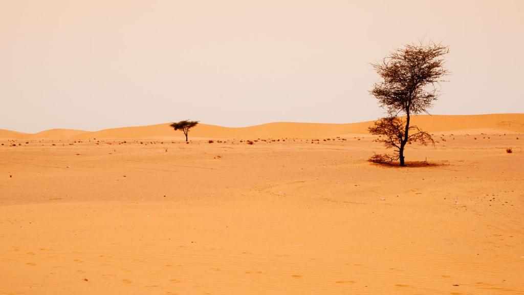 В Африке возведена Великая зеленая стена: это сделано, чтобы не допустить расширения пустыни Сахары