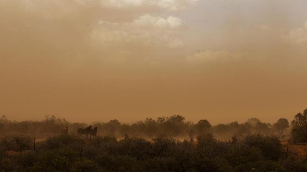 Питер Эндрюс борется с углеродом с помощью сорняков в Австралии, где земля страдает от засухи