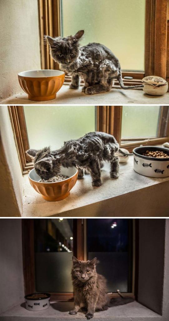 Бездомные кошки, которые обрели дом: фото до и после