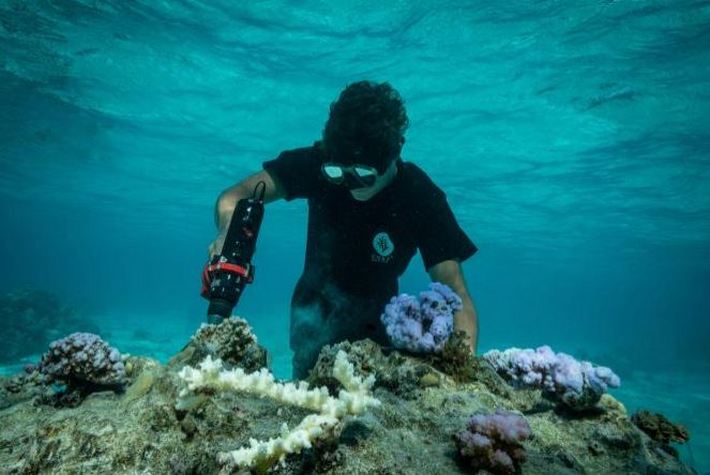 Красивые и хрупкие коралловые рифы в тропических океанах по всему миру находятся под угрозой: специалисты рассказали, как туристы могут помочь восстановить их